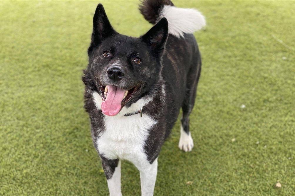 These animals are looking for loving homes.