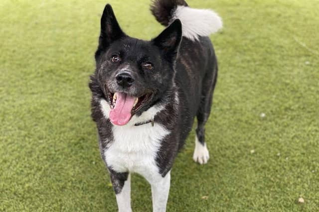 These animals are looking for loving homes.