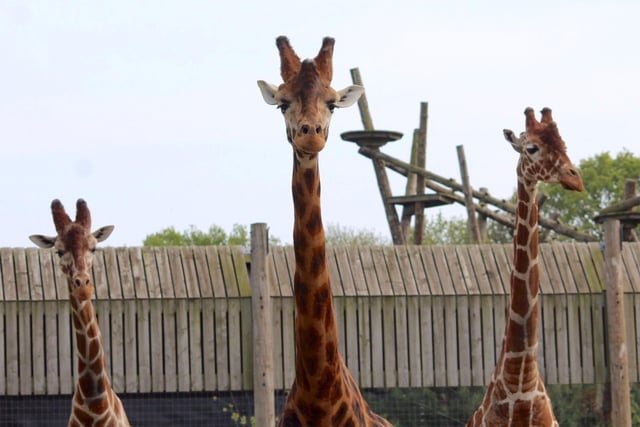 July saw the end of all UK lockdown restrictions so there was no need to social distance at this birthday party! Jambo the Giraffe celebrated his 12th birthday in style with his friends Jengo and Palle by his side.
