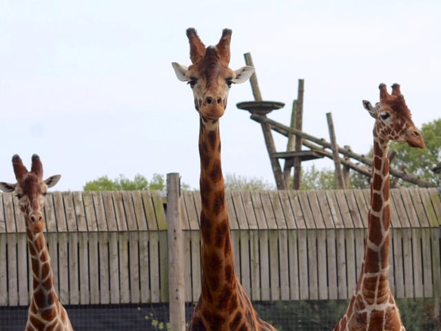 July saw the end of all UK lockdown restrictions so there was no need to social distance at this birthday party! Jambo the Giraffe celebrated his 12th birthday in style with his friends Jengo and Palle by his side.