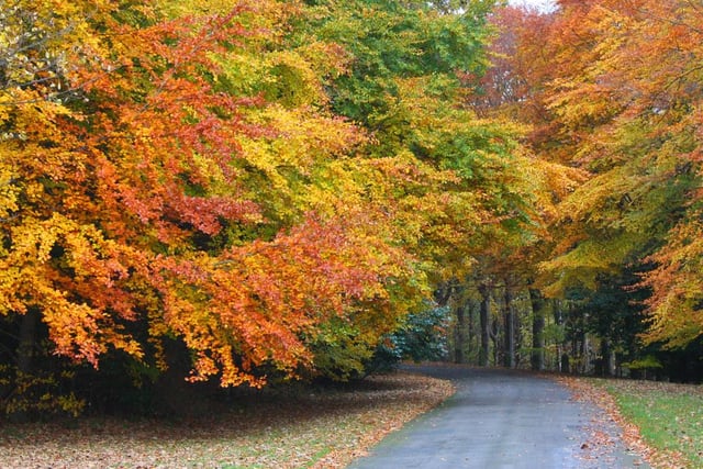 Depending on your location changes are already being seen in leaves, with the very beginnings of the spectacular autumn display of reds, russets and golds starting to show.