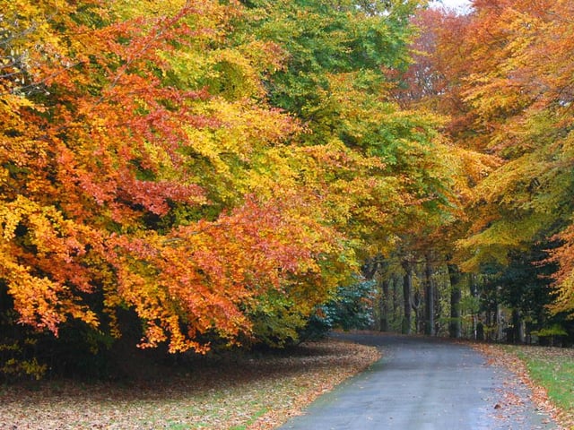 Depending on your location changes are already being seen in leaves, with the very beginnings of the spectacular autumn display of reds, russets and golds starting to show.