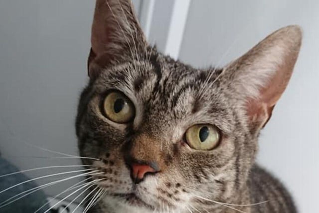 Georgia would prefer a quiet home without other animals or children. She likes human companionship and loves to be made a fuss of. She would love to find an owner who will let her choose when she wants to interact and when she wants time by herself