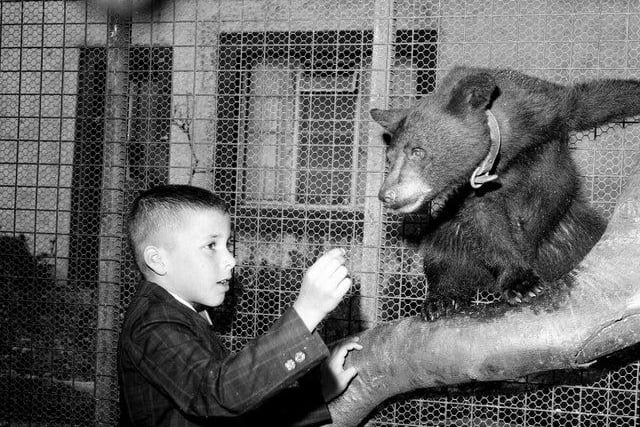 James McLennan from Iowa presented the bear Yogi to Edinburgh Zoo July 1964