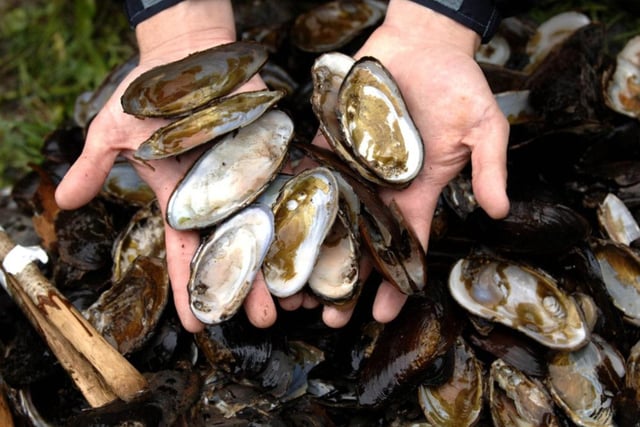 One of the most critically endangered molluscs in the world, the freshwater pearl mussell can live for 100 years. Scotland has many important populations of these creatures, which are crucial indicators of freshwater diversity, but they are threatened by a rise in water temperatures, flooding, and drought.