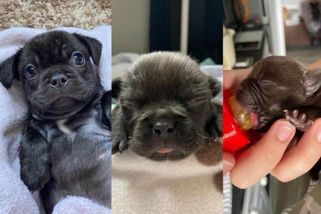 Four of the five newborn puppies found abandoned in Beeley Woods, near Middlewood, Sheffield, were hand-reared to health by RSPCA staff and volunteers, though the fifth sadly died. Photo: RSPCA
