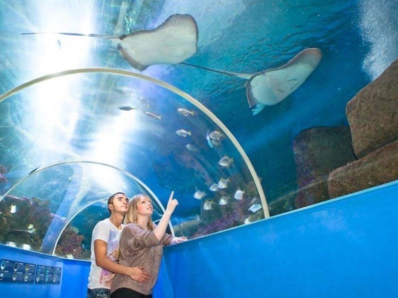 The Blue Reef Aquarium in Southsea is currently hosting a 'From Fossils to Fins' event this summer.