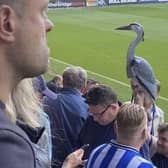 Harold the Heron has quickly become a cult figure on the terraces at Sheffield Wednesday.