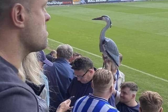 Harold the Heron has quickly become a cult figure on the terraces at Sheffield Wednesday.