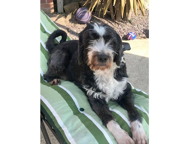 Andrea Willis, from Fareham, sent in this picture of her 10-year-old Tibetan Terrier, Milo, who decided he wanted the sun lounger.