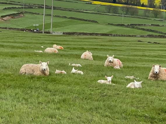 Lambs in Bradfield taken by John B
