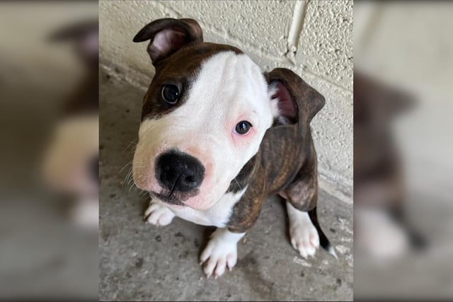 Decker is one of five American Bulldog crossbreed puppies, aged just 10 weeks, put up for adoption through the charity Helping Yorkshire Poundies. Photo: Helping Yorkshire Poundies