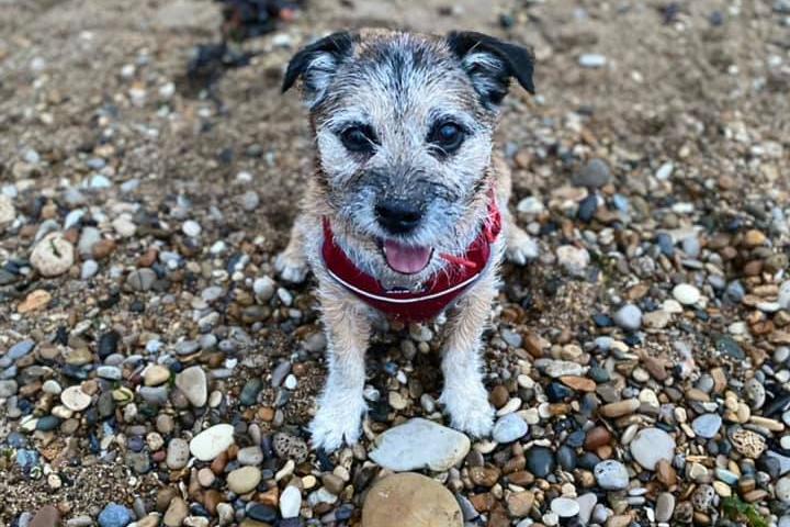 Dappy the Border Terrier on a trip to the beach.