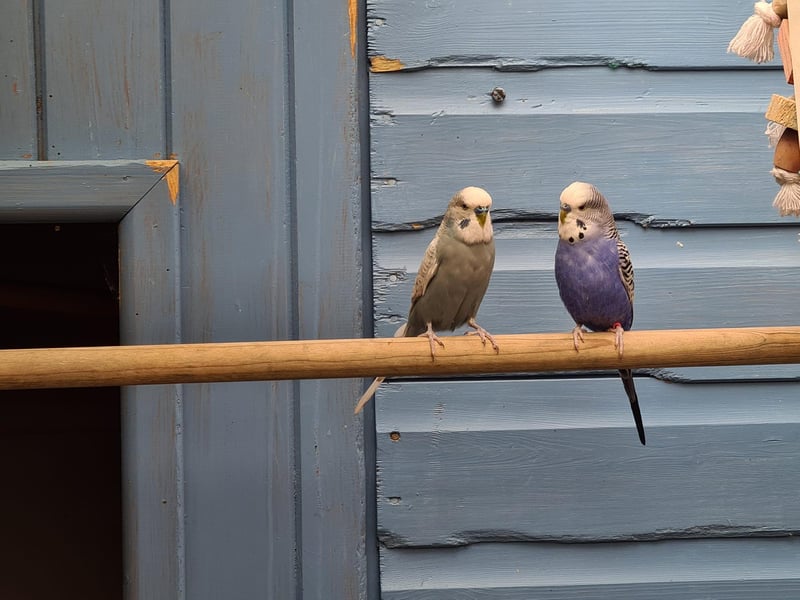 Meet Yoyo and Elliott who are three-year-old budgies. The RSPCA say: 'They are both looking for a home in an outdoor aviary, they can go with other budgies.'