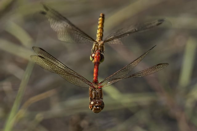 Mating Common Darters by John Scholey