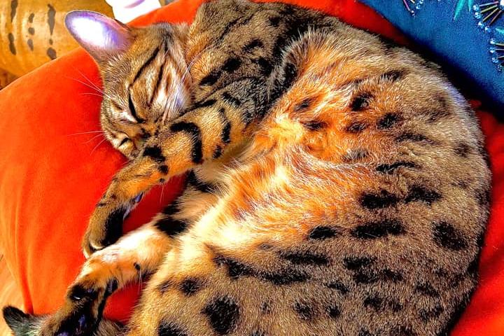 Bengal cat Nala enjoys some down time.
