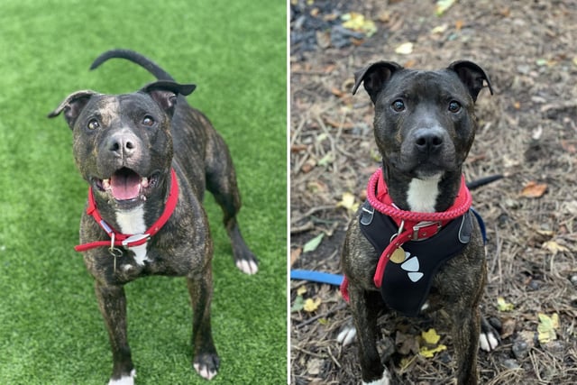 A six-year-old Staffie, Taz is an energetic boy who likes to keep busy. He is friendly and very affectionate with those he knows, and loves to play. He may suit living with older teenagers, and is looking for an experienced owner who likes to be active.
