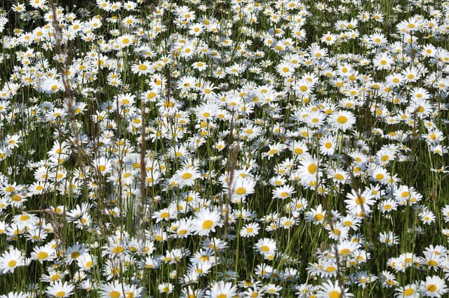 Ox-eye daisies taken by Ian Rotherham.