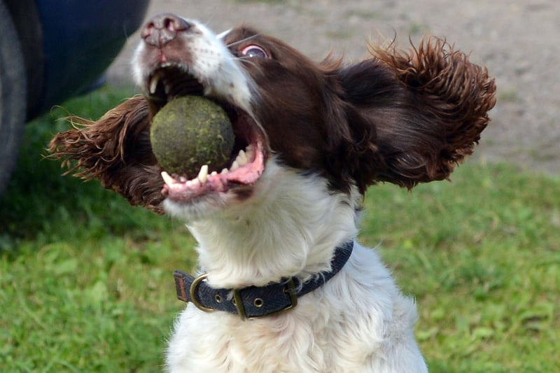 Lucky the spaniel - returned to owner Phil Littlewood last month