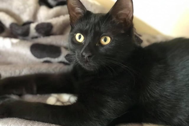 Penny Butler's six-month old cat Hocus, who was brought home from a rescue centre