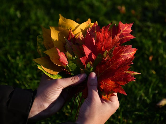 Autumn leaves.