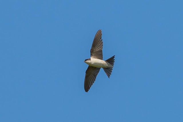 House martins and swallows can be seen gathering, often on power lines, before starting their long migration south.