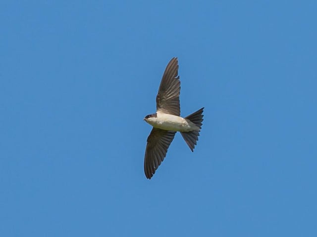 House martins and swallows can be seen gathering, often on power lines, before starting their long migration south.