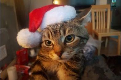 The first cat on our list is pulling off that Santa hat like she was born to wear it (photo by Jeany Cochran)