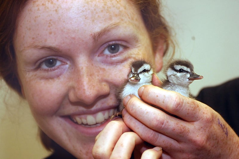 Park warden Rebecca Jones with baby ringed teal chicks which had just hatched in this photo from 14 years ago.