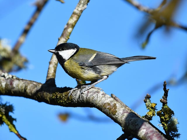 Birds of Culzean.