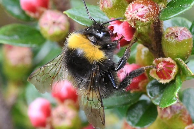 Busy Bee In our Woodhouse Garden by Peter Wolstenholme