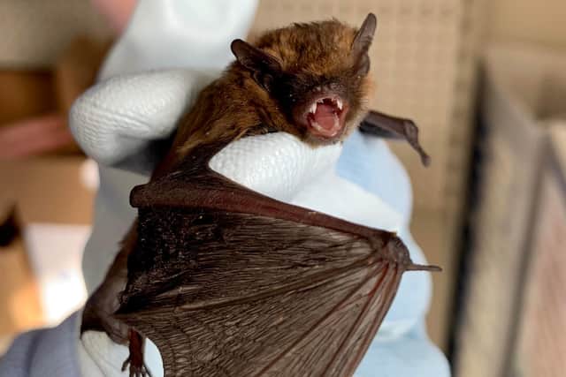 The pipistrelle bat shows off his gnashers to rescuers