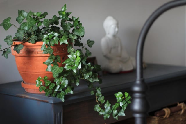 English ivy absorbs mould in the air, helping purify your home. It also has properties that help you to stop being restless, meaning you can enjoy a better night’s sleep. To keep your English ivy healthy, simply place it in sunlight, and make sure its soil stays slightly dry.