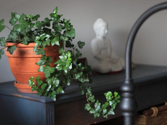 English ivy absorbs mould in the air, helping purify your home. It also has properties that help you to stop being restless, meaning you can enjoy a better night’s sleep. To keep your English ivy healthy, simply place it in sunlight, and make sure its soil stays slightly dry.