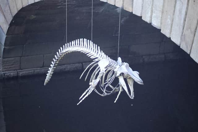 Dave Clay's whale skeleton hanging from the Blonk Street bridge.
