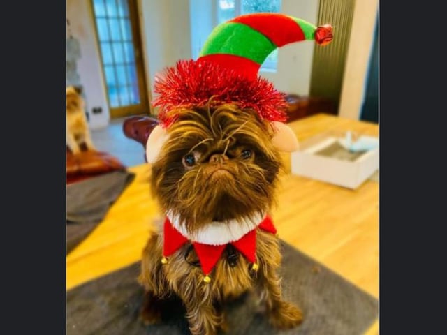 Proshka, who looks like Gizmo from Gremlins, now has a world wide following on the back of pictures posted on social media by his owner. Pictures: Stefani Doherty / https://www.instagram.com/griffy.girl/
