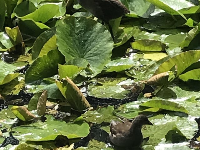 Moorhen chick at Wiremill Dam by Rod Toplis