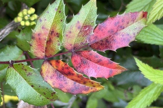 Beautiful leaf colouring by @JohnH14458271