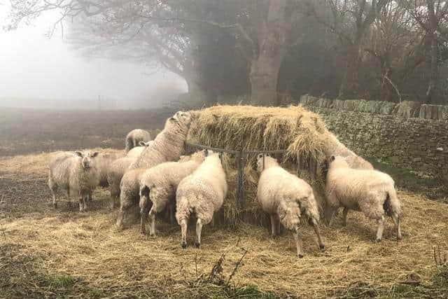 Pat Hutchinson sent in this adorable photo of sheep at Whirlow last week.
