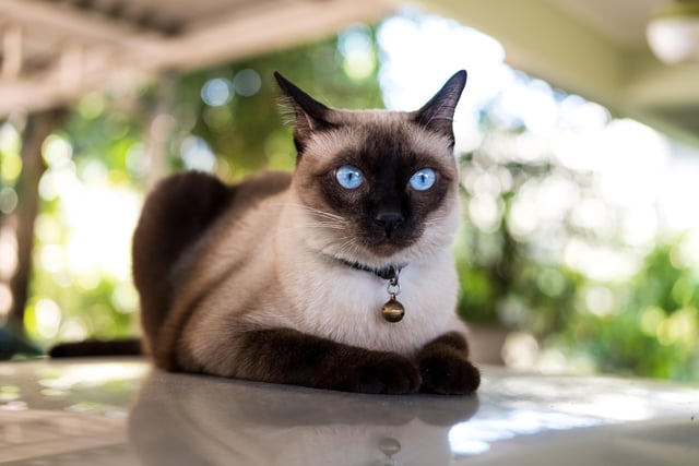 Siamese cats are social, intelligent and vocal. They play well with other cats, dogs and children, and love companionship. They love to curl up on their human’s lap or cuddle up next to them in bed (Photo: Shutterstock)