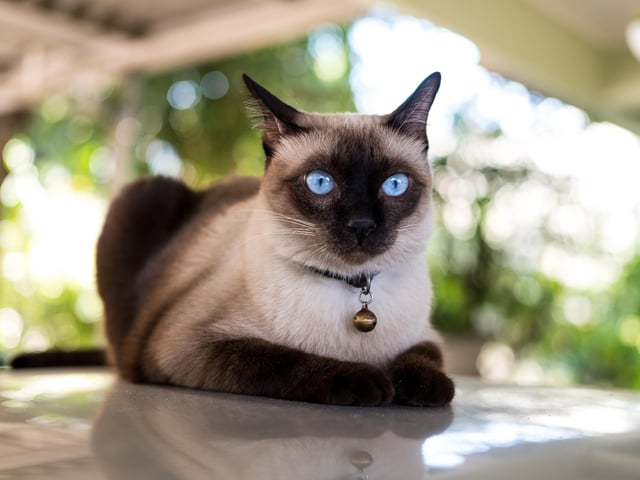 Siamese cats are social, intelligent and vocal. They play well with other cats, dogs and children, and love companionship. They love to curl up on their human’s lap or cuddle up next to them in bed (Photo: Shutterstock)