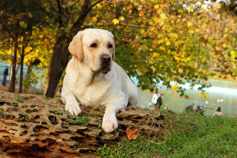 Labrador Retrievers were second most popular. Even-tempered and gentle, labradors have a reputation as a great option for families. Image: Shutterstock