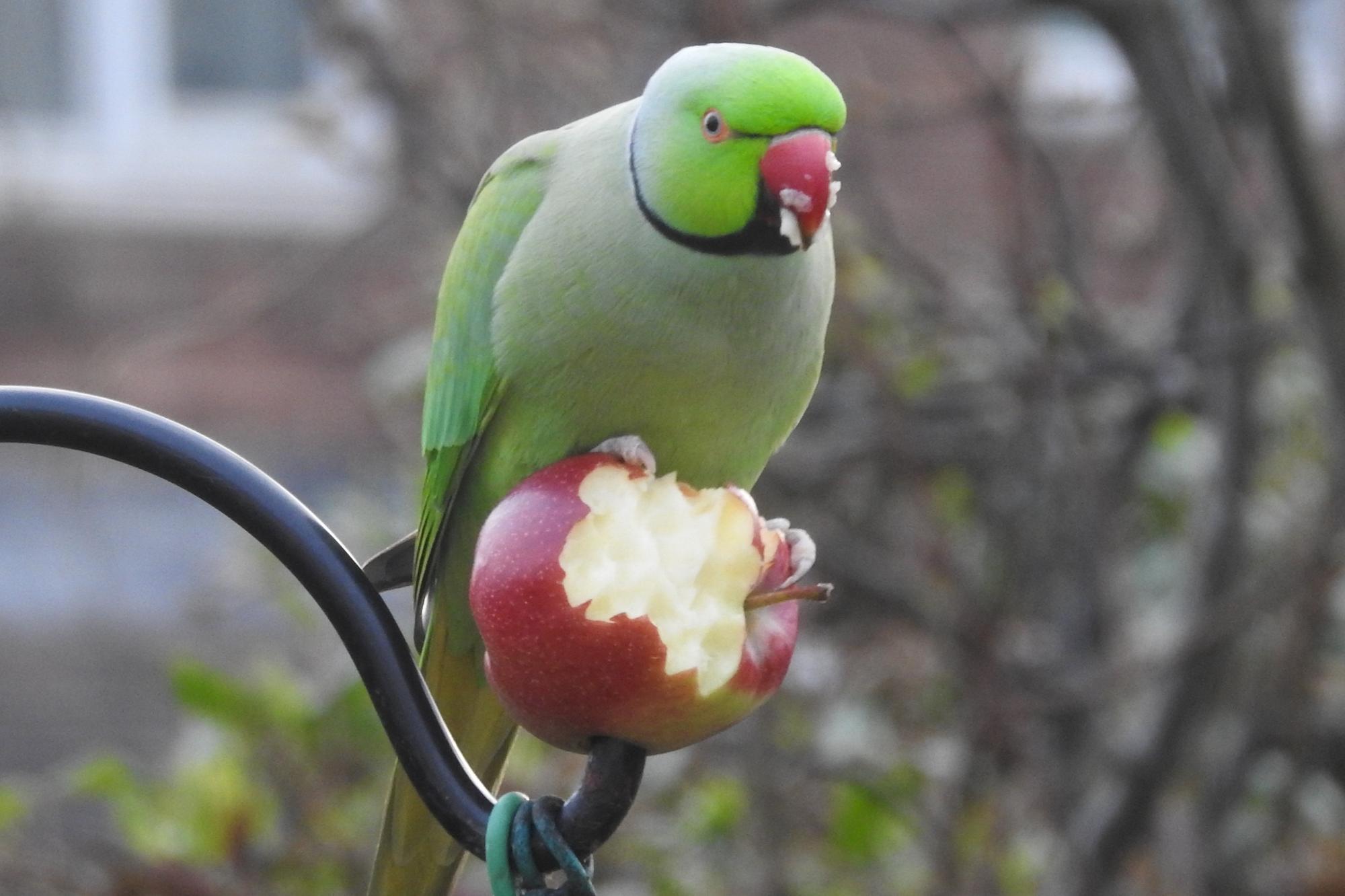 On the Wildside: These birds are long-lived, highly intelligent and ...