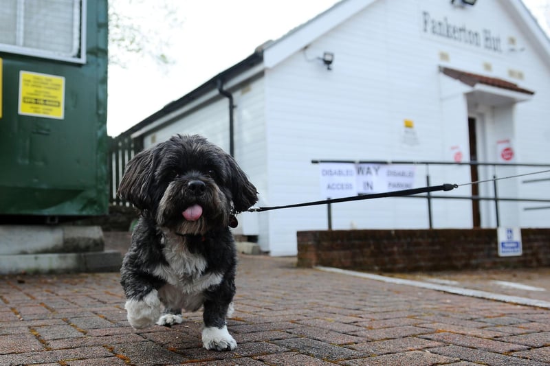 Harry the dog waits for his owner to emerge from Fankerton Hut polling station