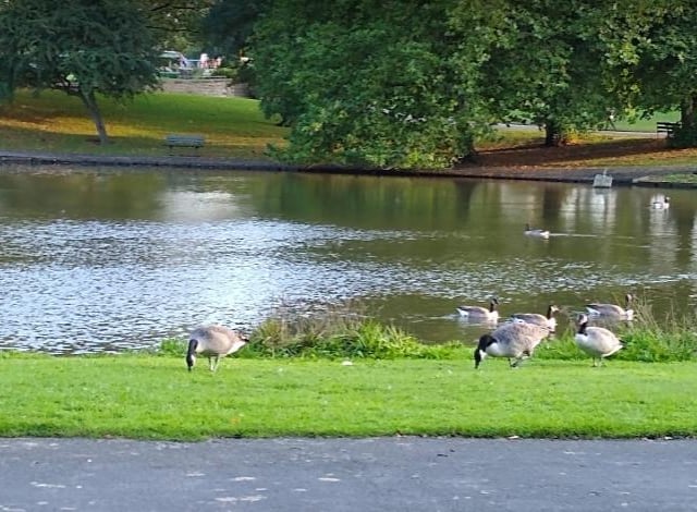 Finally, you can have another picnic, feed the ducks or enjoy kicking a ball around the green grass at Sandall Park.