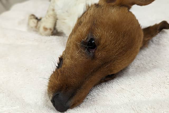 This Jack Russell terrier died before she could be seen by a vet after being found, abnormally thin because of a lack of food, on waste land in Worksop railway station.