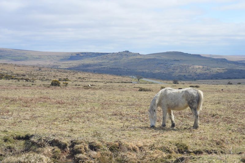 You might well be familiar with domesticated horses, and while they’re certainly impressive creatures, there’s something somewhat magical about seeing the wild horses that live on the moors of Dartmoor National Park and Exmoor, or The New Forest in Hampshire.