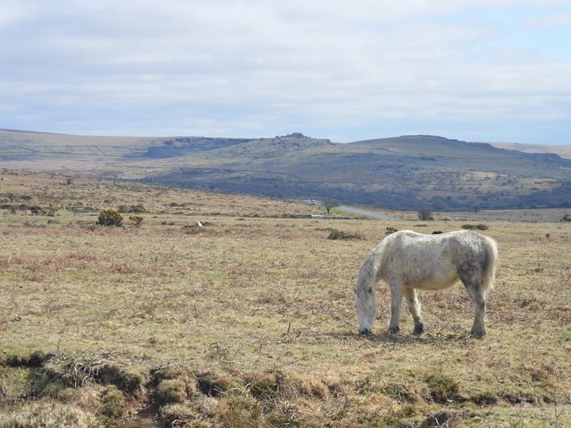 You might well be familiar with domesticated horses, and while they’re certainly impressive creatures, there’s something somewhat magical about seeing the wild horses that live on the moors of Dartmoor National Park and Exmoor, or The New Forest in Hampshire.