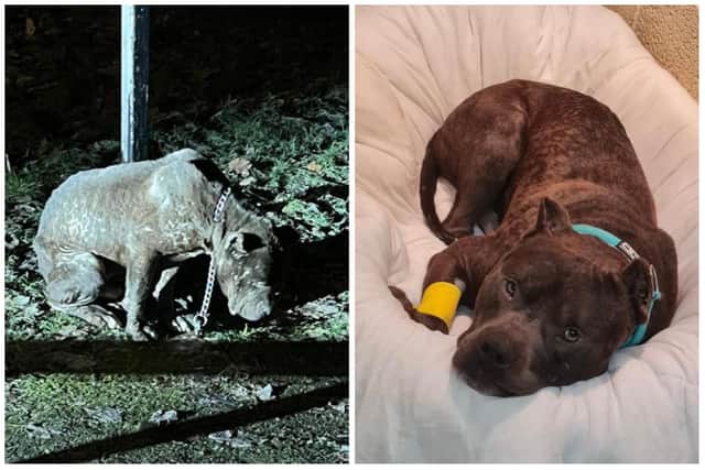 Kevin, described as a “big gentle giant” was found by the police tied to a post in freezing conditions over Christmas. He was taken in by Helping Yorkshire Poundies and is now on the road to recovery and seeking his forever home.
