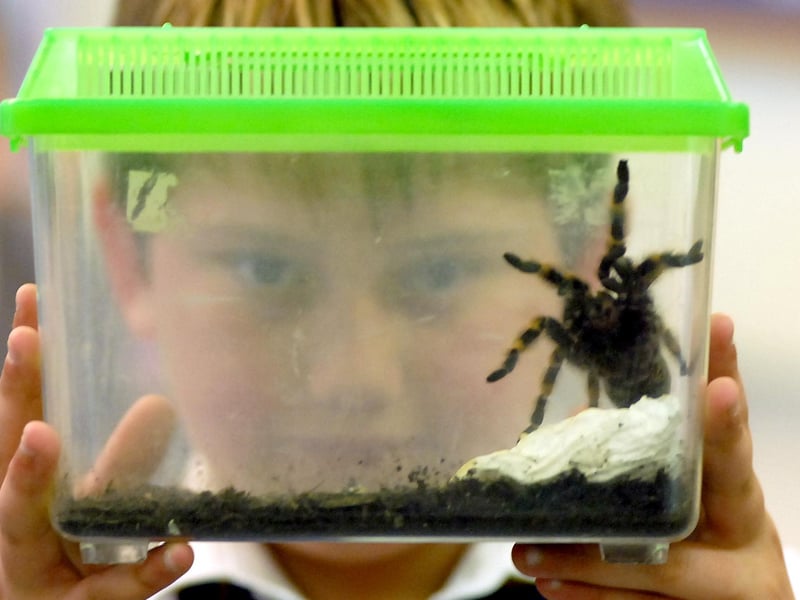 Zoolab came to St Joseph's RC Comprehensive School in 2007 and here is one of the pupils getting to know one of the visitors.